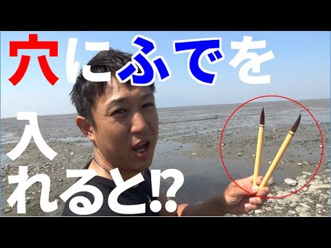 Brushes Vs Mantis Shrimps Youtube