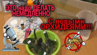 видео: 🔍Проверила новые азиатские орхидеи микроскопом🔬 Карантин, отпаивание, обработка орхидей. картинка: 🔍Проверила новые азиатские орхидеи микроскопом🔬 Карантин, отпаивание, обработка орхидей.