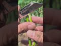 Whip and tongue grafting techniques on avocado tree #grafting #avocadografting #grafting #gardening