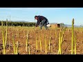 Amazing Growing & Harvesting Asparagus Technology.Asparagus Processing in Factory. Asparagus Farming