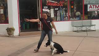 6- Month Old Australian Shepherd “Valentina” and her Amazing Training Video by Off Leash K9 Training 77 views 3 years ago 8 minutes, 55 seconds