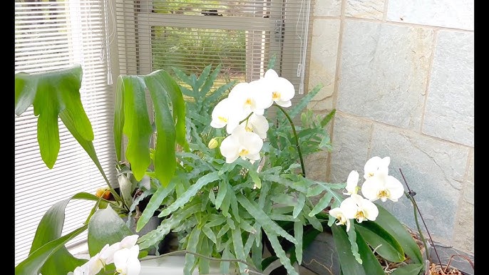 Can Small Plants Improve Air Quality?
