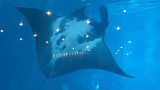 One Hour & Thirteen Minutes with Manta Rays (Mostly Tallulah) Chasing Cownose Rays and Backflipping