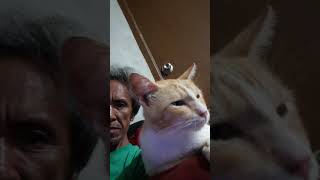 ranggo #cat #lifeisbutadream
