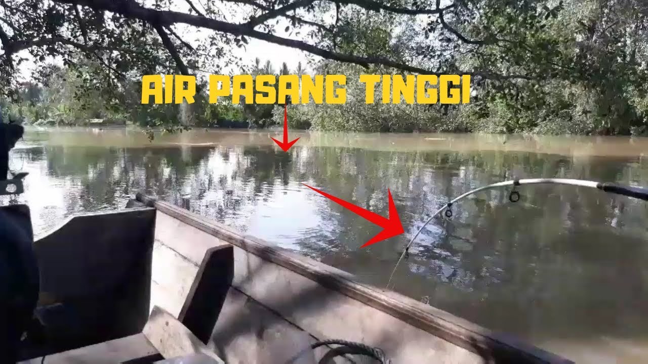 umpan kucur!! mancing baung sungai