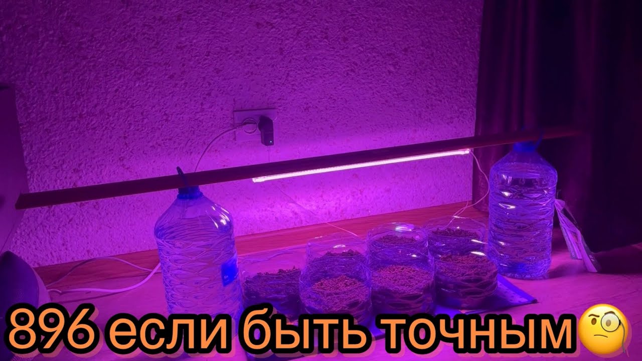 за 800 рублей вы можете сделать с огурцами такое…???? - YouTube