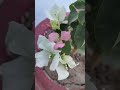Double Color Bougainvillea Bloom 🌸# bougainvillea #newplant #gardening #plantlover #shortvideo