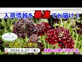 今週の花便り #90【2024.6.27】梅雨にも負けない!! 強健なお花が続々入荷♪【入荷情報を最速でお届け!!】