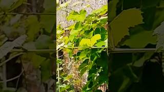 Dica 4, Como fazer a Desbrota na UVA  #cultivandovariedades #dicas #shortvideo #uva