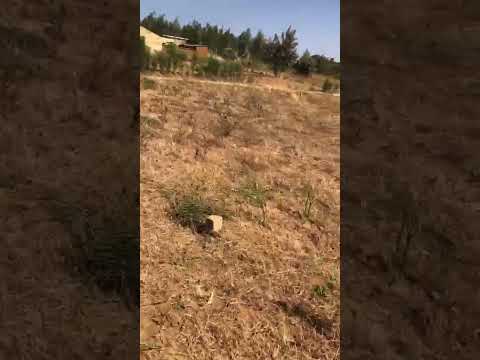 🏡 (2nd Plot) PRIME RESIDENTIAL PLOT FOR SALE