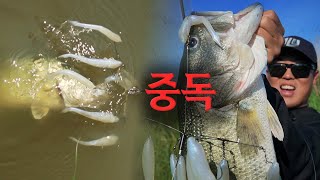 저는 바마스트에 중독 되버렸습니다. | 배스 낚시 [with 신현민]