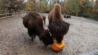 Halloweenské komentované krmení bizonů