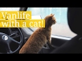 Travelling with a cat!