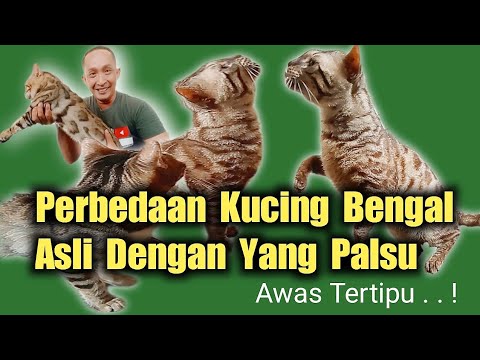 Video: Karakteristik Kucing Bengal: Apa yang Harus Dipertimbangkan Sebelum Membeli
