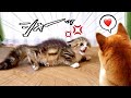 【子猫にイチャつこうとしてブチギレられる柴犬】喧嘩しても仲良し❤️(#にゃんてわんだふる)Shiba Inu wanted to the kitten, but he got in trouble