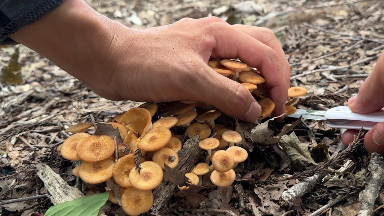 友達がきのこ狩りに目覚めてた　ナラタケモドキやハイカグラテングタケ、タマゴタケなどを採取していただく