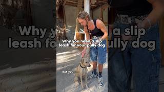 Why you need a slip leash for your pully dog. Basic dog training 101. #dog #dogtraining101