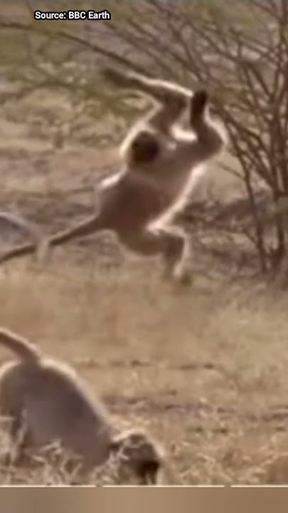 wow!!! salto indah monyet lutung #shorts