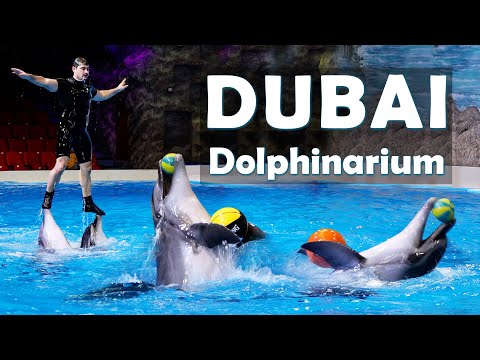 DUBAI DOLPHINARIUM 2021 #dubai #dolphinarium #dolphin