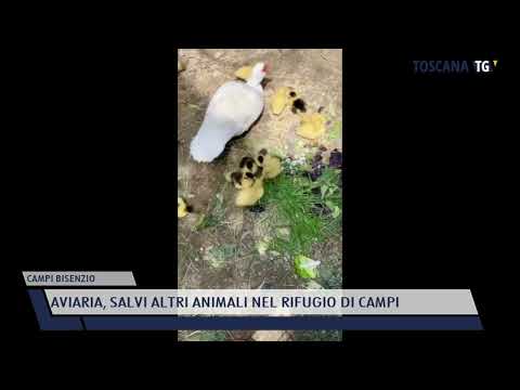 2022-01-18 CAMPI BISENZIO - AVIARIA, SALVI ALTRI ANIMALI NEL RIFUGIO DI CAMPI