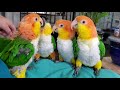 Love these little skittle chicken caiques