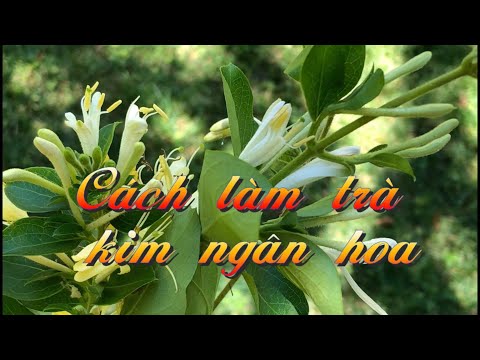 Video: Cách Nấu Món Kim Ngân Hoa