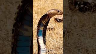 Ka Karz Chukana Comedy Video