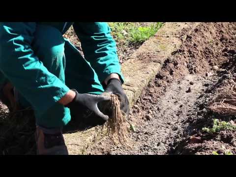 Video: Coltivazione Di Bietole E Asparagi Nel Loro Cottage Estivo