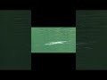 セミがブラックバスに食べられる瞬間。バス釣り #shorts