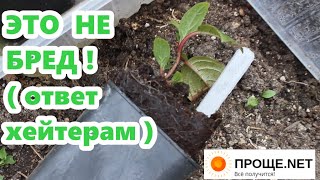 видео: Ещё про осеннее черенкование метельчатой гортензии! Ответ хейтерам и сомневающимся - ЭТО НЕ БРЕД! картинка: Ещё про осеннее черенкование метельчатой гортензии! Ответ хейтерам и сомневающимся - ЭТО НЕ БРЕД!