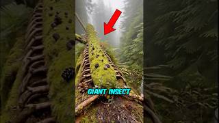 Top 3 Insects That Could Wipe Out Humanity If They Grew 1,000 Times Larger