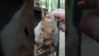 Белка дала себя погладить / Stroked the squirrel #squirrel #cute #cuteanimal