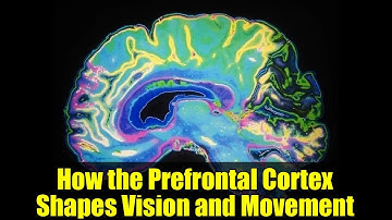 How the Prefrontal Cortex Shapes Vision and Movement | MIT Neuroscience Discovery