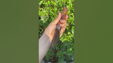 Dao phúc sen cao bằng - giao lưu hàng bếp lọc lòng kiến | Dao phúc sen