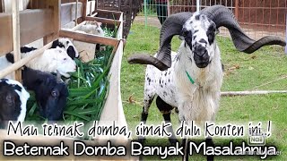 BETERNAK DOMBA ITU BANYAK MASALAHNYA