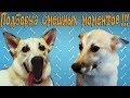 ПОДБОРКА СМЕШНЫХ МОМЕНТОВ С СОБАКОЙ НАЙДОЙ !!! / CUTTING FUNNY MOMENTS WITH DOG