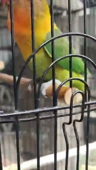 Burung Lovebird Jinak.....isian Kacer