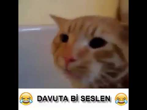 Davut Diyen Kedi Youtube