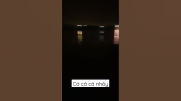 kích cá nước mặn | máy kích cá nước mặn , xiệt mặn , kích cá xuyến,  máy kích cá xuyến