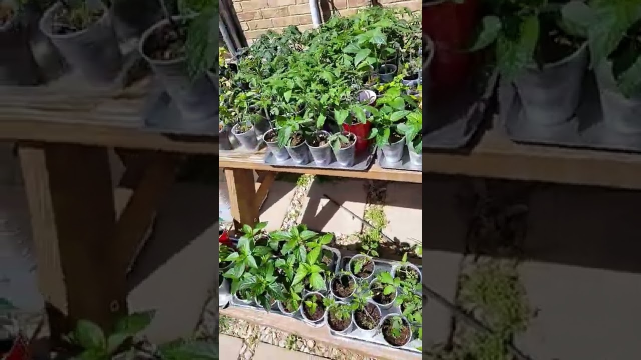 Harden off your seedlings!
