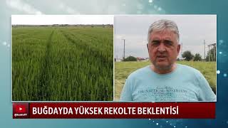 BUĞDAYDA YÜKSEK REKOLTE BEKLENTİSİ Resimi