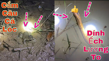 Cắm câu cá Lóc dính Ếch Lương to | Fishing snakehead fish | Tân Vlog