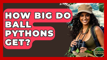 How Big Do Ball Pythons Get? - Reptilian Wonders