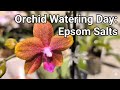 Using Epsom Salts to Supplement Magnesium in Orchids