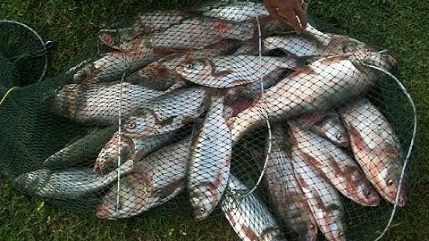 Mồi câu cá mè 2016 - đảm bảo 100% lên cá