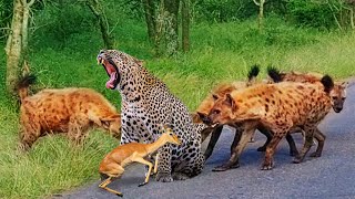 Omg! King Hyenas Almost Lost Their Lives Because  Attack Fierce Leopard To Rescue Poor Impala?
