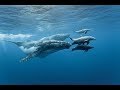 Sonido de delfines y ballenas (Oceáno subacuático)