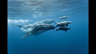 Sonido de delfines y ballenas (Oceáno subacuático)