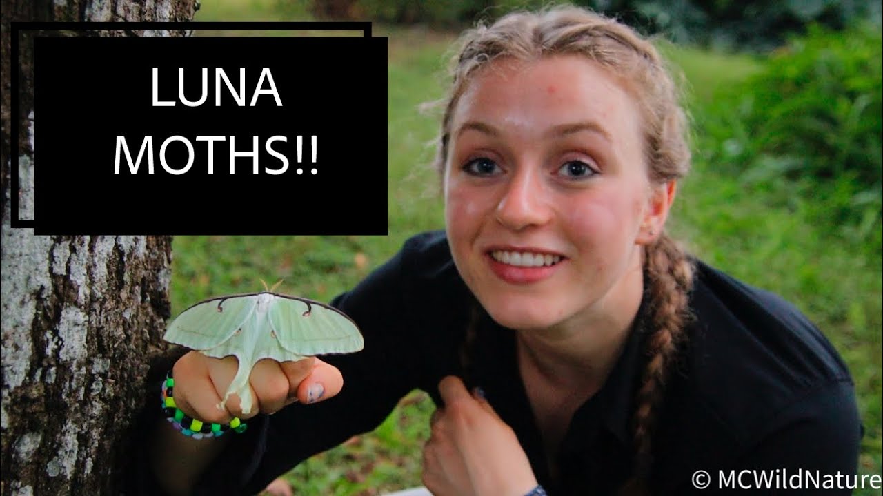 Luna Moths!! | Wild Wednesday | Moth With No Mouth??