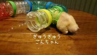 ぎゅうぎゅうハムスターパイプごんちゃん Gon plays with hamster toy☆English subtitles キンクマハムスター ハムスター